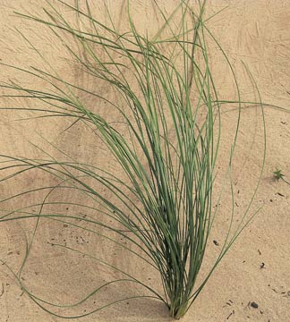 Grass growing in sand of river bed, Canyon lands National Park, Utah, USA (détail)  - © Dinodia