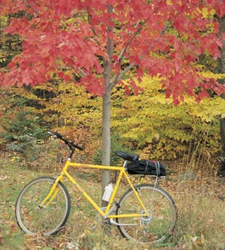 Bicycle at trees in autumn season , New England, U.S.A. United States of America
