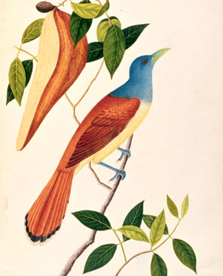 “Boorong Seli-ah” extrait de “Drawings of Birds from Malacca”. Aquarelle, école chinoise, c.1805-18.