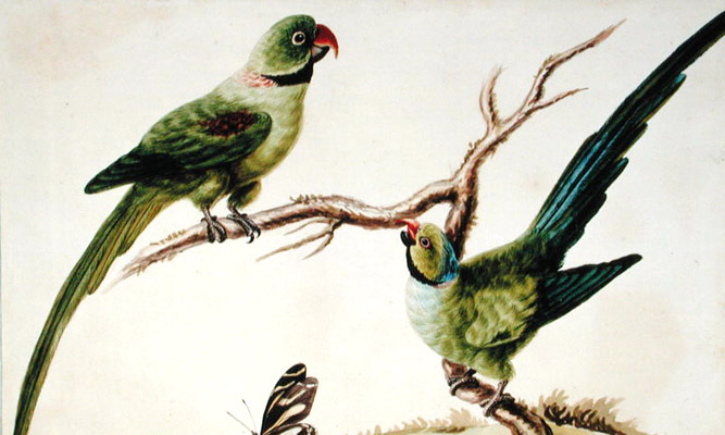 Perroquet à longue queue. Aquarelle de Sarah  Stone (1760-1844).