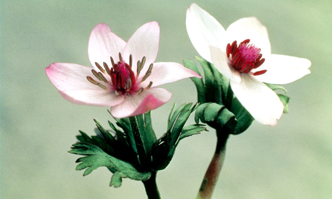 Anemone des bois (Anemone biflora).